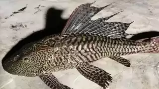 Investigaciones sobre pez diablo se encuentran en su primera fase