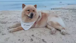 Así se desarrolló el Lomito Fest en Solidaridad