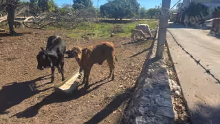 Campeche pierde 60 mil reses en movilidad anual por gusano barrenador