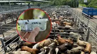 90 millones de moscas estériles liberadas en Campeche y Chiapas