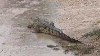 Un cocodrilo deambulaba cerca de las casas en Río Lagartos