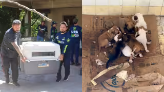 Los animales serán atendidos y valorados