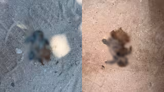 Atropellan tortugas marinas en Chuburná Puerto; exigen frenar ingreso de vehículos