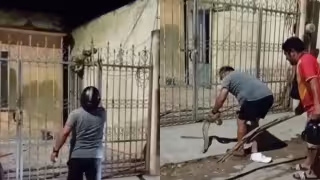Capturan boa de dos metros en la entrada de una vivienda en Bécal, Calkiní