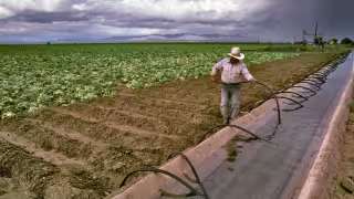 Cofepris descarta presencia de Cyclospora en lechugas mexicanas