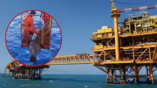 Capturan cherna gigante en plataforma de la Sonda de Campeche