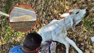 Erradicar el gusano barrenador podría tardar años, alertan ganaderos de Carmen

