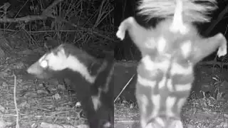 La especie adopta el comportamiento como una advertencia antes de rociar su oloroso líquido