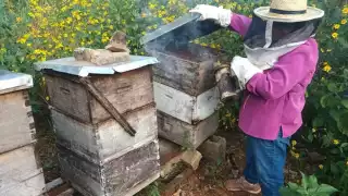 Los apicultores evitan que las abejas mueran por las plagas