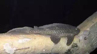 Alerta de riesgo ambiental en Bacalar ante la temporada de reproducción de pez diablo, aseguran que pone en peligro a las especies nativas