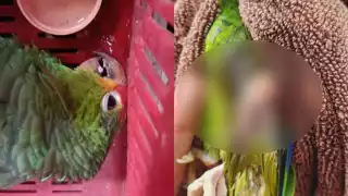 La organización condenó que los loros continúen siendo extraídos de la selva para su venta ilegal