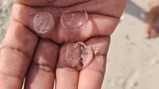 ¿Medusas, plancton o huevos marinos? Extrañas figuras transparentes aparecen en la playa