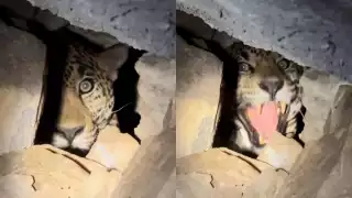 El proyecto intenta desplazar a los jaguares que suelen atacar ganado y así evitar que sean cazados en represalia