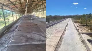 Profepa confirma cierre total de la granja porcícola de Santa María Chi