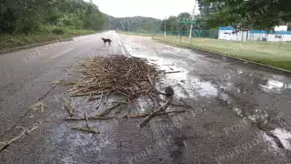 Zafra deja varas de caña en carreteras: riesgo de accidentes nocturnos