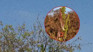 Las langostas buscan refugio en apiarios, zonas ganaderas o pueblos, complicando su erradicación
