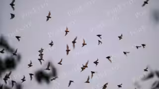 Cueva de los Murciélagos: biodiversidad y conservación en Campeche