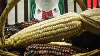 De aprobarse, esta medida blindaría el maíz nativo de la intervención de transgénicos