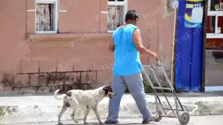 Zoofilia en Campeche: Fiscalía atiende denuncias en Champotón y Escárcega