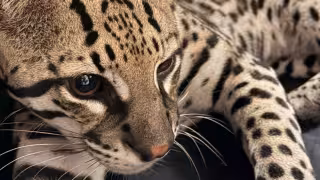 El ocelote resultó herido luego de ser atropellado en la vía Sisal-Hunucmá