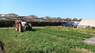 El dueño de la granja interpuso la denuncia ante la FGE