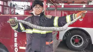 Aumentaron los reportes de reptiles y mamíferos en casas y empresas de Ciudad del Carmen por el frío y la humedad.