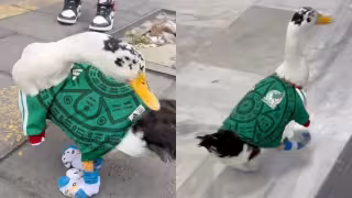 Pato Lucas es la nueva mascota que apoya a la Selección Mexicana