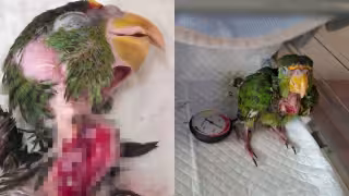 Le dieron atole hirviendo a un loro y lo dejaron al borde de la muerte