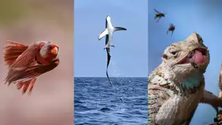 Naturalista compartió algunos de los registros más populares del 2025