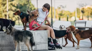 ¿Qué es el síndrome del Arca de Noé y cuál es su relación con el rescate de animales?