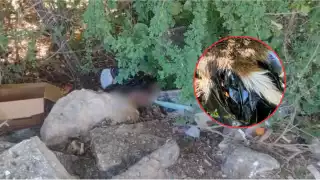 Fiscalía investiga hallazgo de perro desollado en la avenida Gobernadores