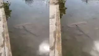 El pequeño cocodrilo deambula en los charcos en las calles