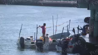 Pescadores regresan con hasta 200 kilos de cojinuda tras mejora en el litoral de Champotón