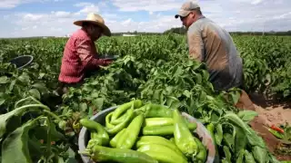 La producción agrícola, pecuaria y pesquera de México en 2023 alcanzó un valor económico de un billón 545 mil 752 mdp