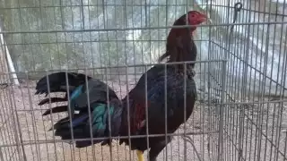 Actualmente, la Ley de Protección Animal prohíbe las peleas de gallos en Quintana Roo