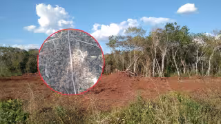 Productor maya responsabiliza a menonitas por la devastación del monte y sospecha que provocaron la muerte de decenas de abejas