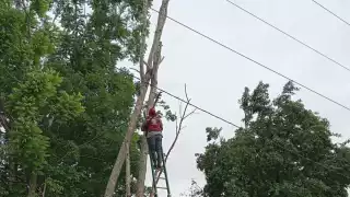 Evitan apagón en Centenario: Protección Civil tala árboles que amenazaban tendido eléctrico