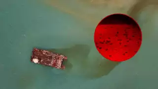 Miles de tortugas podrían morir por hidrocarburos del barco Titán II en Campeche