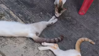 Palomo y Gustavo mueren envenenados en Champotón; propietario teme por sus otros gatos