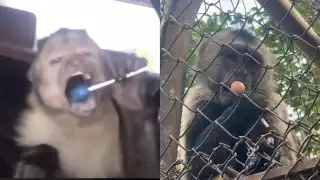 Hasta el momento se desconoce quién entregó la paleta al mono