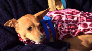 Las infecciones en la garganta son una de las enfermedades que pueden contraer