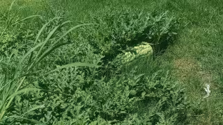 Se llevan sandía de un cultivo y joven de Ciudad del Carmen lanza urgente advertencia