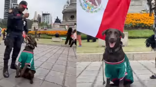 Perrita policía con la playera de la Selección Mexicana conquista a los aficionados: VIDEO