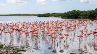 Los flamencos son especies protegidas por la ley en México