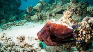 Investigadores recuperan fragmentos, fibras y pellets del aparato digestivo del Octopus Maya