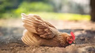 En Lerma, Campeche, el Centro Agroecológico impulsa una práctica ancestral: los baños de ceniza en gallinas.