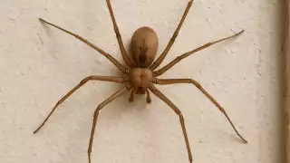 La araña violinista suele esconderse en rincones sucios y oscuros del hogar