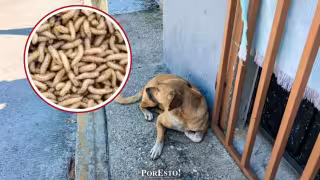 La plaga invade heridas y se alimenta de tejido vivo.