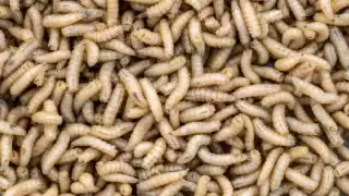 Casos de Miasis por gusano barrenador ascienden a casi 200 en Quintana Roo