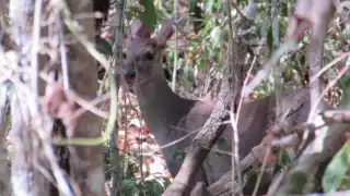 Cazar venados cola blanca en Yucatán fuera de las regulaciones constituye una infracción grave